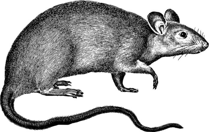 rat, rodent, line art