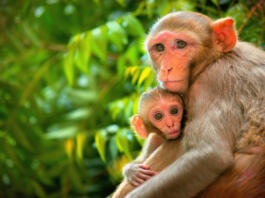 Rhesus macaques are familiar brown primates with red faces and rears. They have close-cropped hair on their heads, 
 which accentuates their very expressive faces.