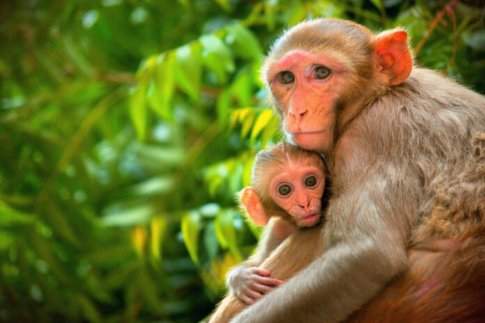 Rhesus macaques are familiar brown primates with red faces and rears. They have close-cropped hair on their heads, 
 which accentuates their very expressive faces.