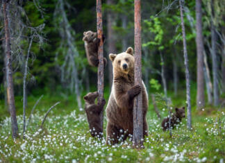 Je rjavi medved ponovno predmet spotike? She-bear and cubs. Brown bear cubs climbs a tree. Natural habitat. In Summer forest. Sceintific name: Ursus arctos.