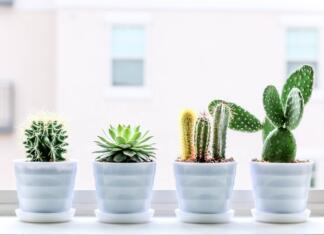 5 rastlin, ki bi morale krasiti vsako študentsko sobo succulent, cactus, plant