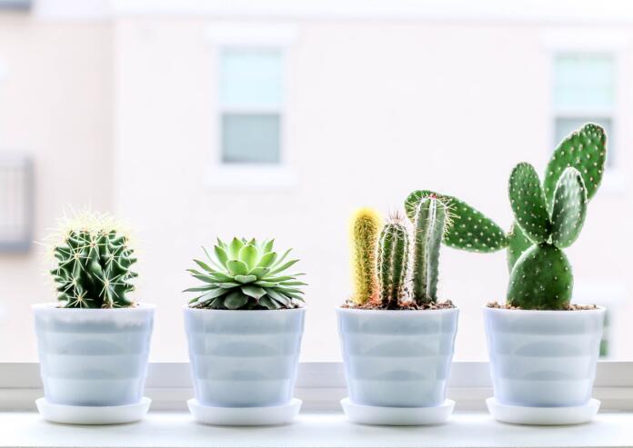succulent, cactus, plant