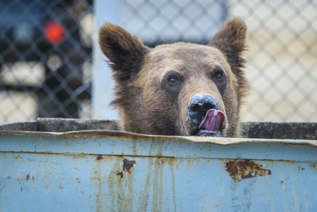 The bear eats out of the trash can, the territory of the camp in the north of Sakhalin Island, Russia.