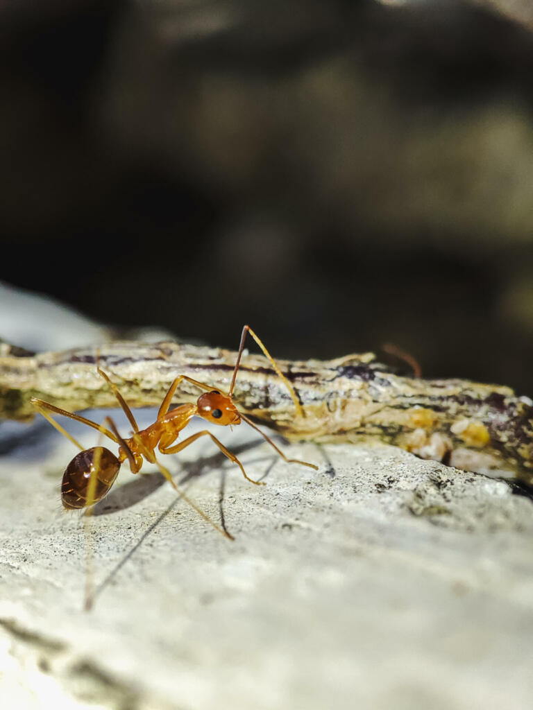 The yellow crazy ant (Anoplolepis gracilipes), also known as the long-legged ant or Maldive ant, is a species of ant, thought to be native to West Africa or Asia.