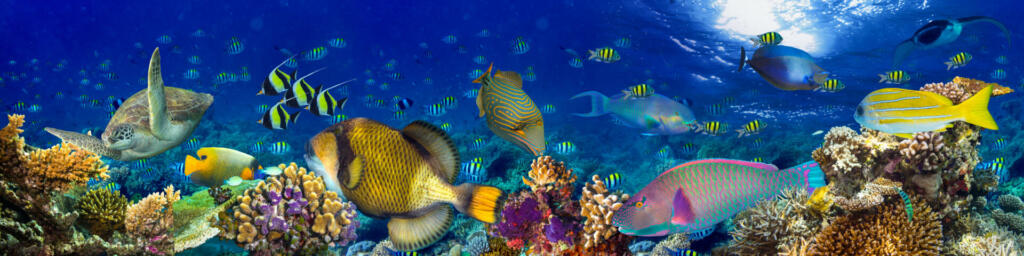 underwater coral reef landscape wide panorama background  in the deep blue ocean with colorful fish and marine life