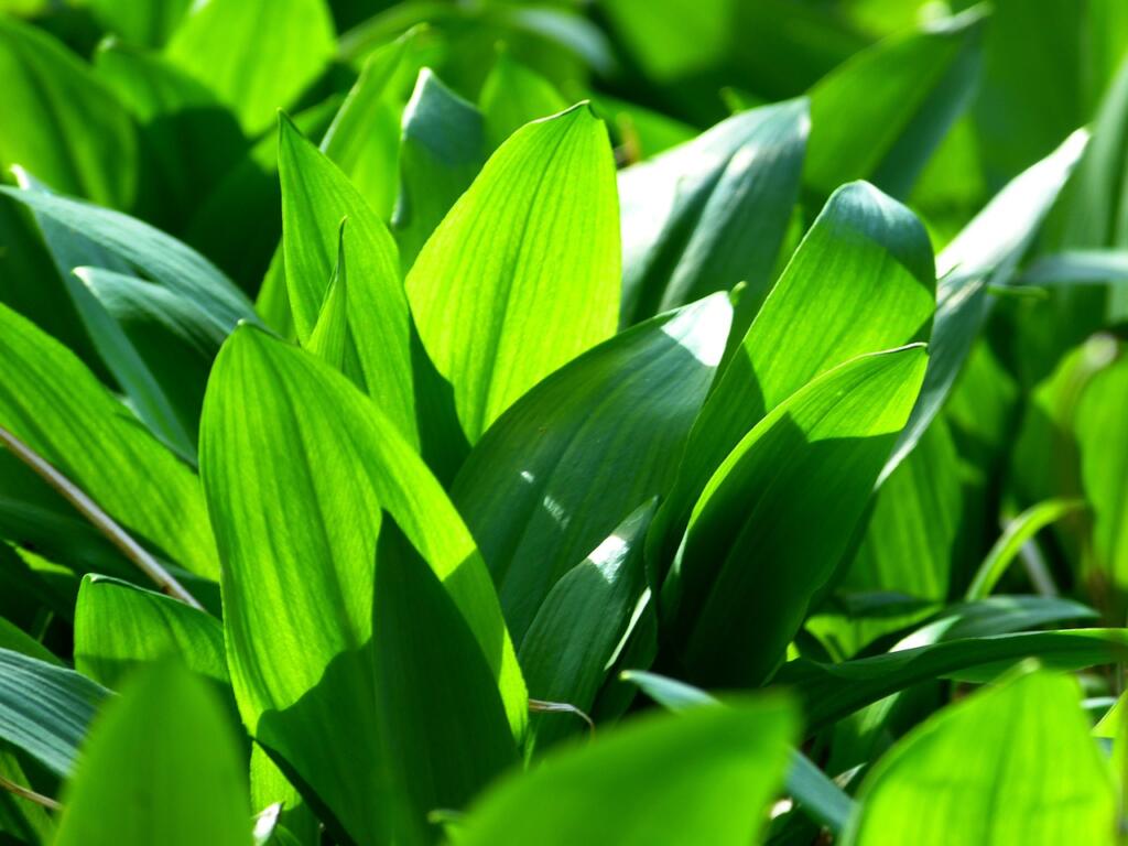 wild garlic, allium ursinum, garlic spinach, čemaž