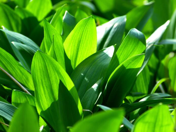 wild garlic, allium ursinum, garlic spinach