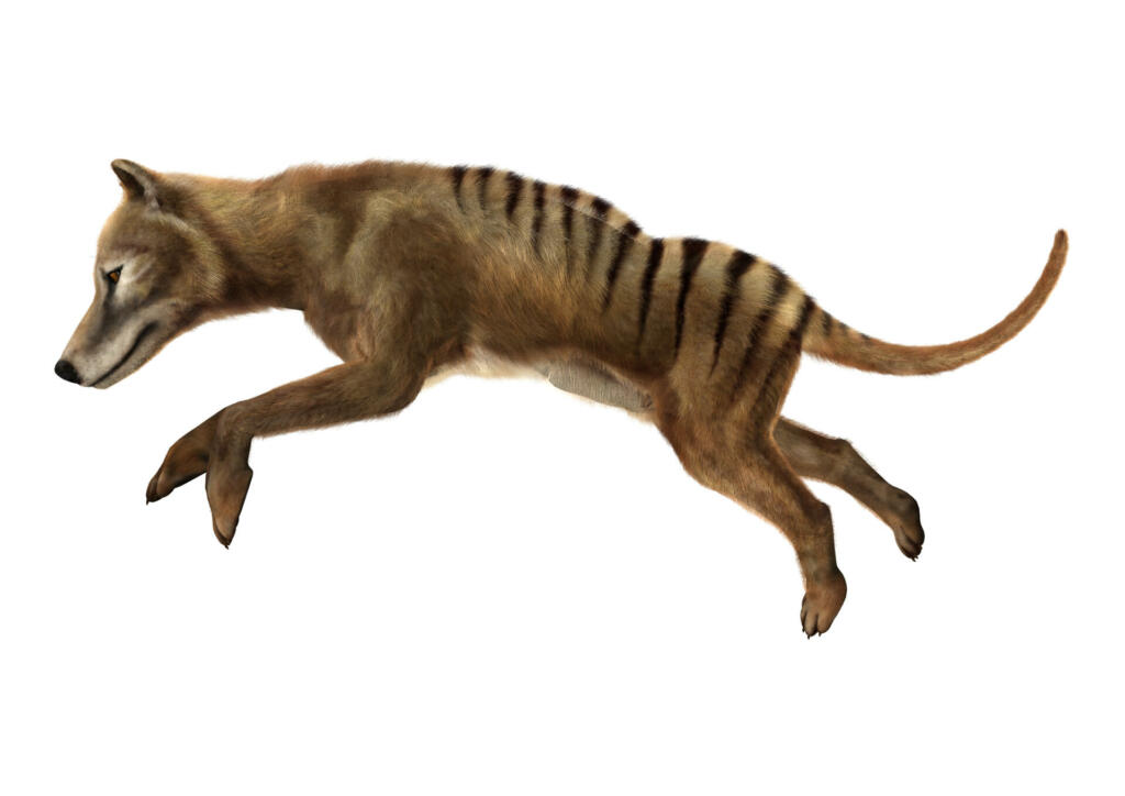 3D rendering of a died animal thylacine isolated on white background