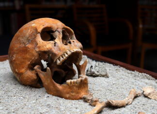 Zgodovinsko odkritje o prvih dneh medicine Lobanja zdravnika iz 1. stoletja pred Kristusom