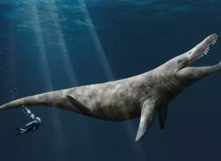 Ponesreči odkrili največjega morskega plenilca vseh časov Pliozaver velikostna primerjava na človeka