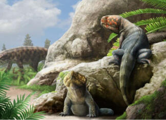 Odkrita nova vrsta krokodila, ki to v bistvu ni Rinhozaver v svoji možni podobi