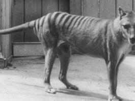 Tasmanski tiger je morda preživel dlje