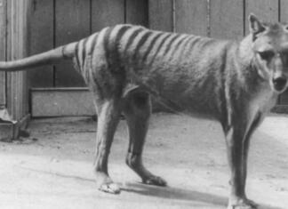 Tasmanski tiger je morda preživel dlje