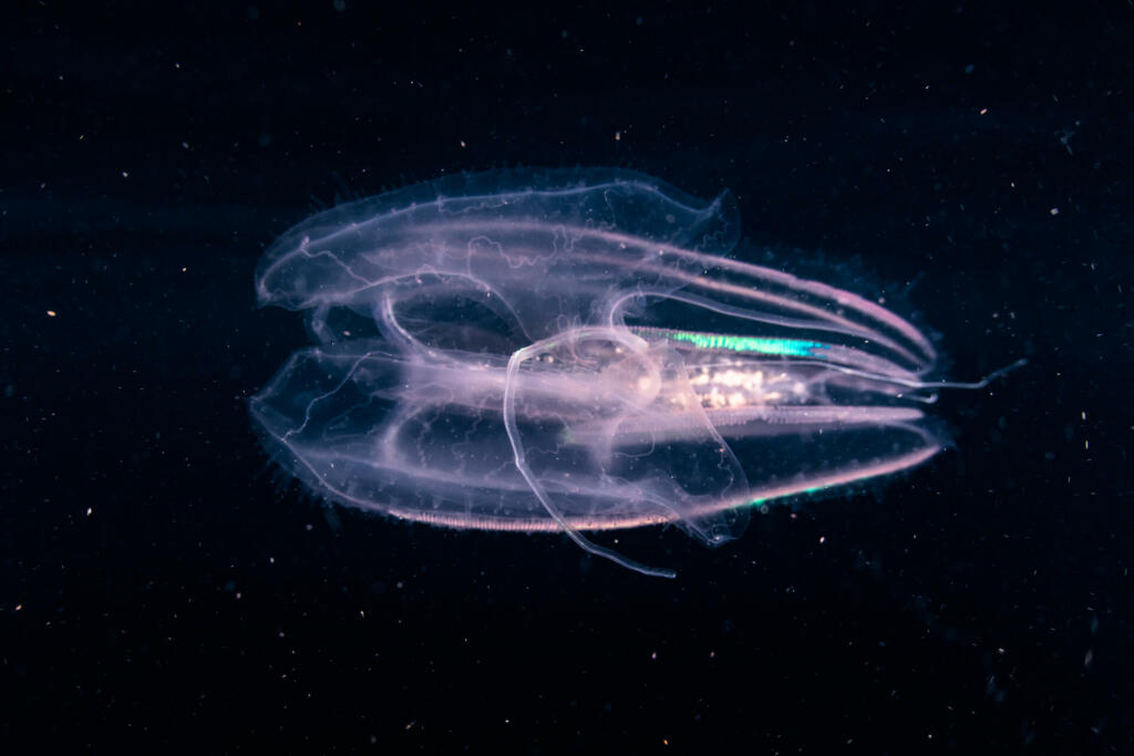 A comb jelly, or ctenophore, swims through the dark waters of the western Pacific Ocean. These translucent creatures feed on tiny planktonic organisms and are found in all oceans.