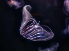 A comb jellyfish with colorful neon lighting.