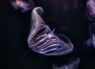 Plavajoči vesoljčki imajo poseben živčni sistem A comb jellyfish with colorful neon lighting.