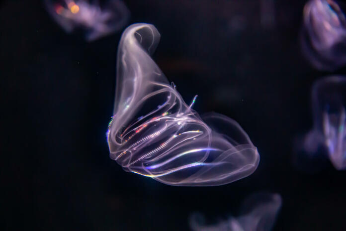 A comb jellyfish with colorful neon lighting.