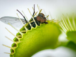 A macro image of a common house fly half caught inside a hungry Venus fly trap plant