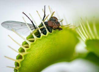Rastlina, ki se lahko spremeni v mesojedko A macro image of a common house fly half caught inside a hungry Venus fly trap plant