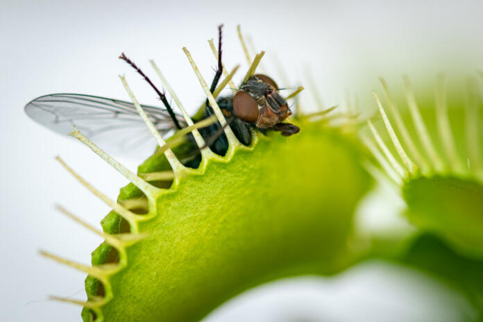 A macro image of a common house fly half caught inside a hungry Venus fly trap plant