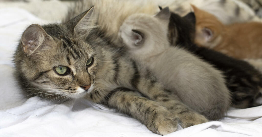 A pretty cat with tabby fur, lying in the yard of a house, nursing three kittens. Selective focus. A banner for web pages.