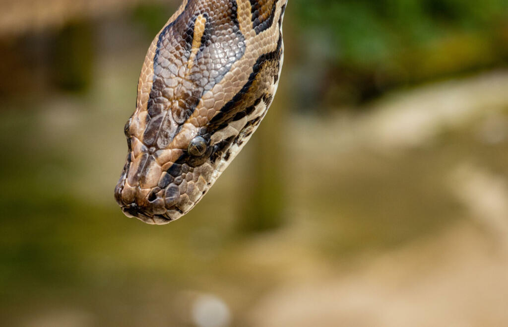A shallow focus portrait of Central African rock python head with blur background