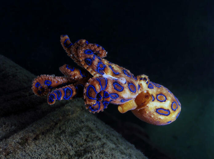 an agitated blue ringed octopus swimming away