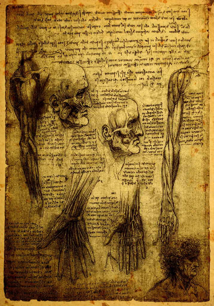 Anatomske risbe Leonarda da Vincija.