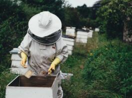 apiary, bee, bee farm