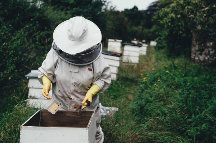 apiary, bee, bee farm