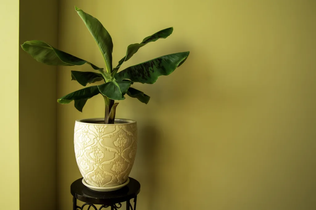 Banana Musa plant in pot. Exotic plant at home. Closeup