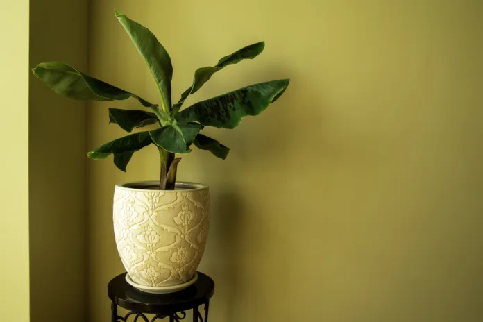 Banana Musa plant in pot. Exotic plant at home. Closeup