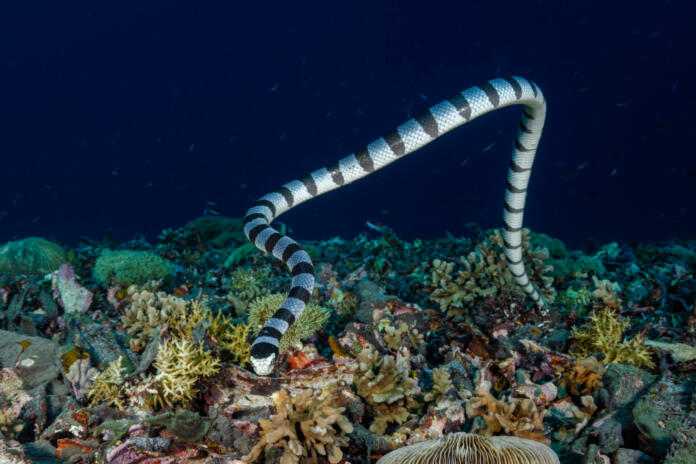 Banded sea krait, colubrine sea krait or yellow-lipped sea krait (Laticauda colubrina) swimming towards the photographer in Turtle Haven, Gili Meno, Indonesia