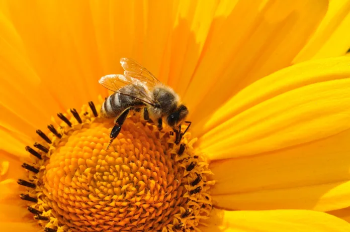 bee, insect, flower