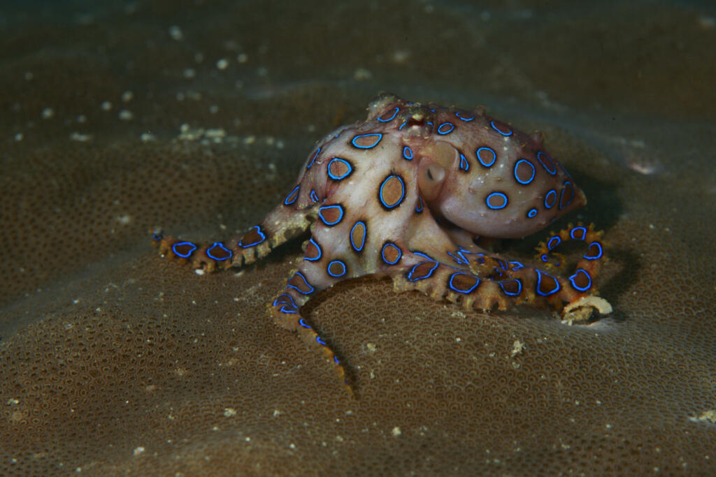 Blue-ringed octopus highly venomous species ,that are found in tide pools and coral reefs