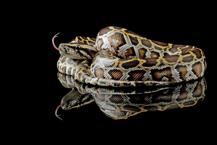 Burmese python snake, non-venomous snake