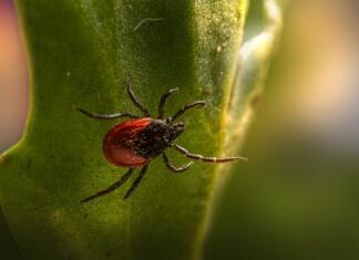 Porast okužb z babeziozo, ki jo prenašajo klopi castor bean tick, ixodes ricinus, tick