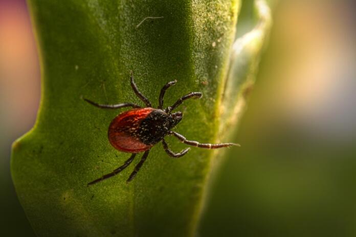 castor bean tick, ixodes ricinus, tick