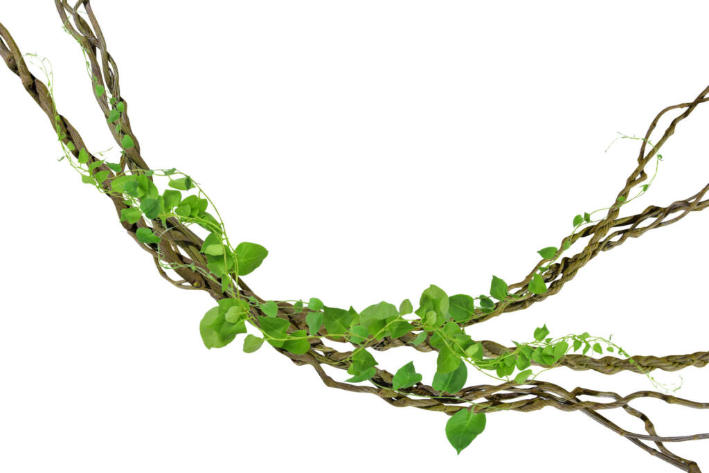 circular vine at the roots. Bush grape or three-leaved wild vine cayratia (Cayratia trifolia) liana ivy plant bush, nature frame jungle border, isolated on white background with clipping path included, real zise