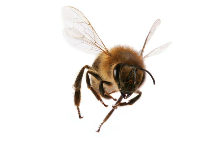 Close-up shot of a flying bee isolated on white background