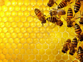 Čebele.