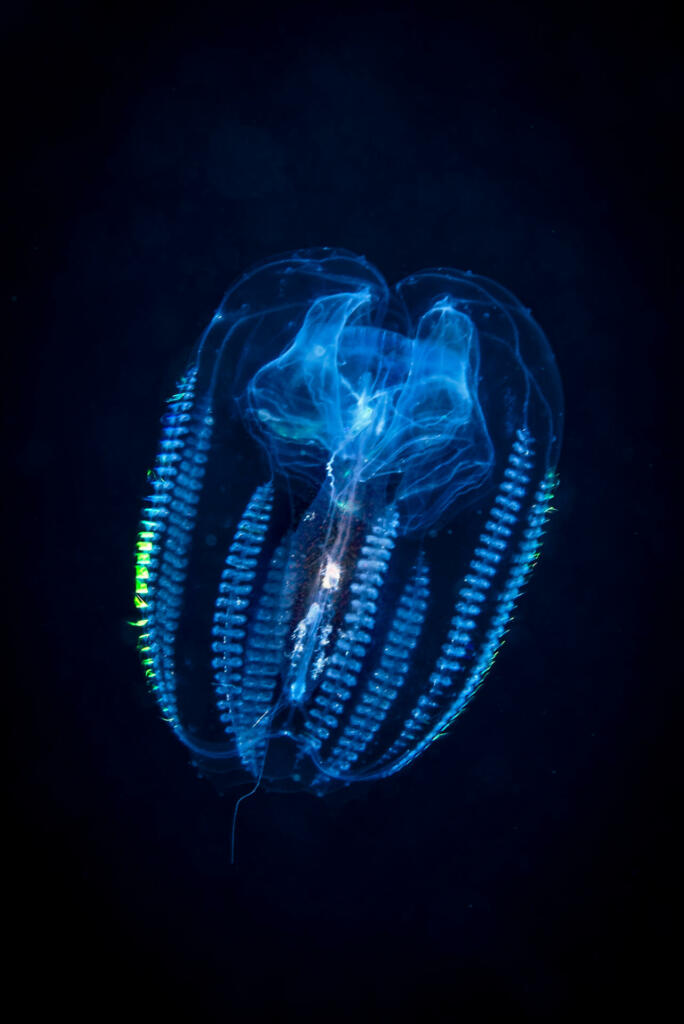 Comb jelly (Cydippida), swimmimg to the surface.