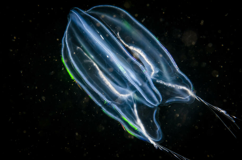 Comb jelly (Mertensia ovum) drifting underwater in the St. Lawrence River in Canada.