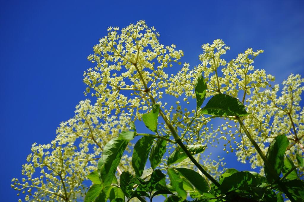 elderflower, white, blossoms