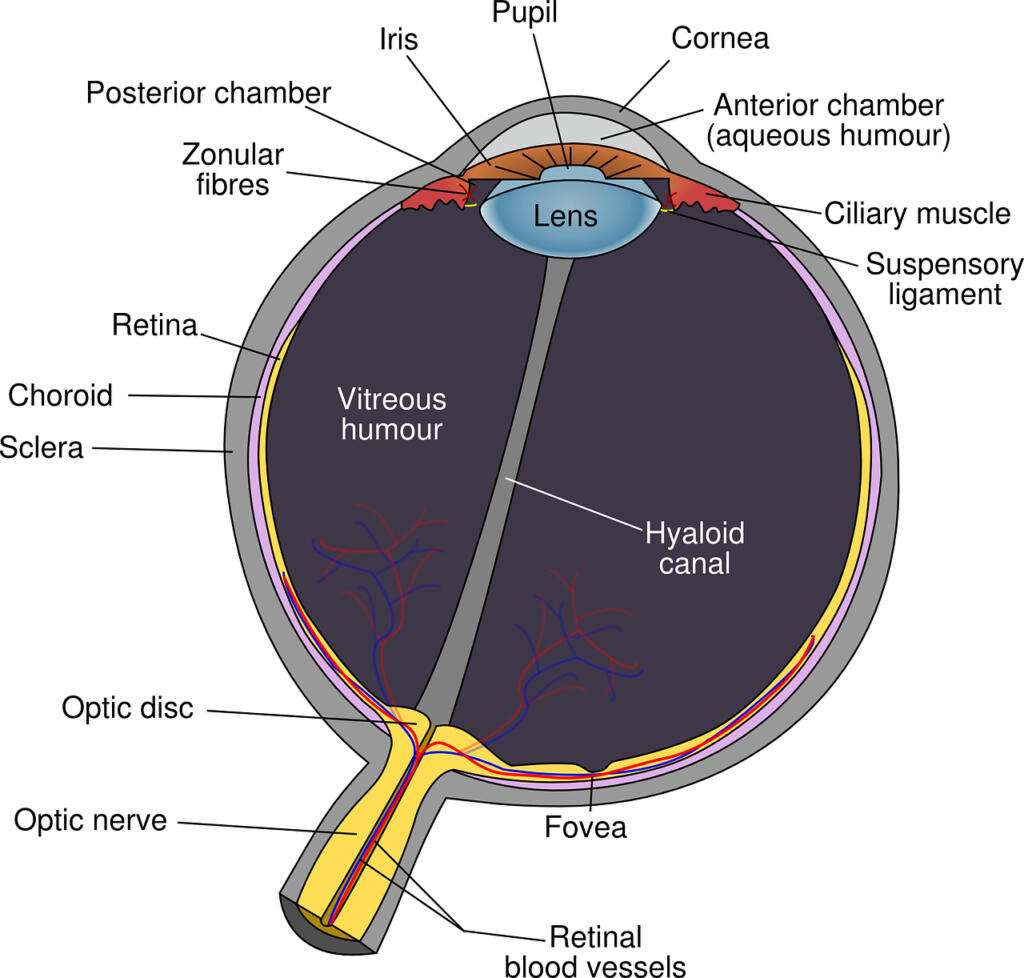 eye, diagram, eyeball