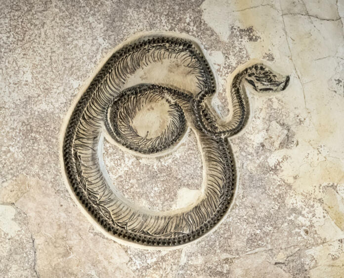 Fossil snake from the eocene period found in the Green River Formation in Wyoming