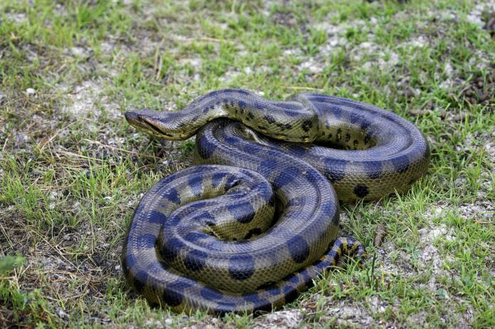 Green Anaconda, eunectes murinus, Los Lianos in Venezuela