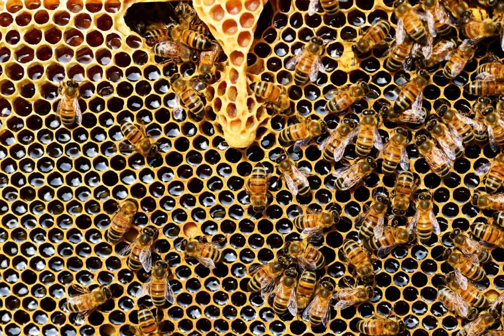 honey bees, insects, hive