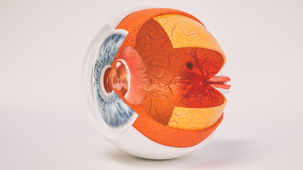 Human eye anatomy very detailed