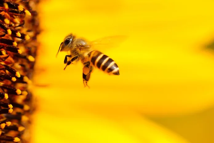 insect, bee, sunflower